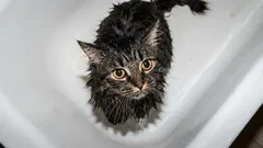Wanneer moet je een kat wassen — en wanneer moet je dat vermijden: wasfrequentie, signalen en handige tips