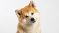 Eenbaas-honden: 9 rassen die één eigenaar kiezen