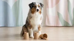 Top 5 eenvoudige spelletjes die je hond geweldig zal vinden — tips van experts