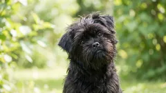 5 hondenrassen die hun baasjes tot in totale overgave aanbidden