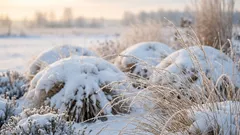 Waarom bloemen de winter beter doorstaan onder een dik pak sneeuw dan onder een dunne sneeuwlaag