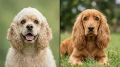 Engelse vs. Amerikaanse cocker: atleet of model? Zo kies je jouw hond