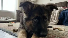 Kan een hond weglopen van een slechte eigenaar? Tekenen dat uw hond bang voor u is — advies van een expert